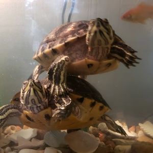 Meet your Posher, Aidan